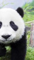 Panda. Animal HD wallpapers capture d'écran 1
