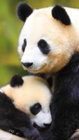 Panda. Animal HD wallpapers capture d'écran 2