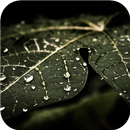 Drop and Leaf. Live Wallpapers APK