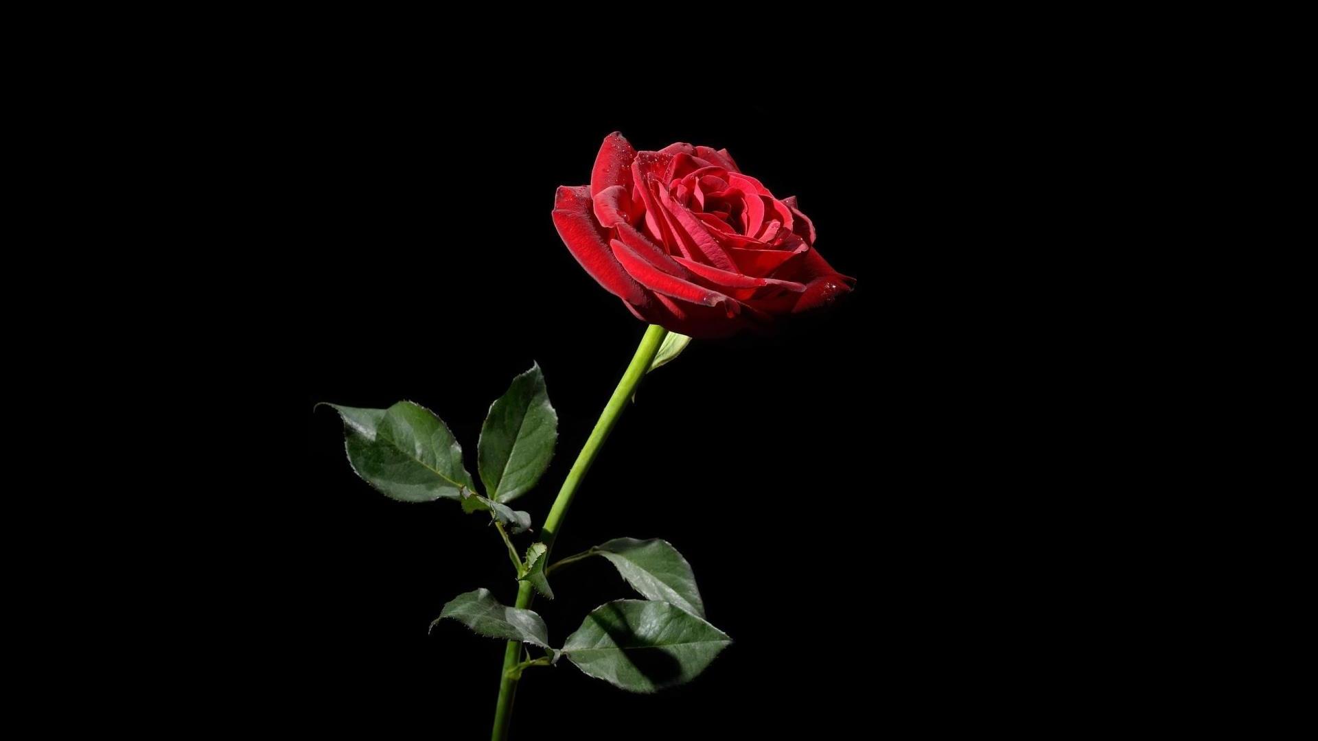 Unduh 700 Wallpaper Black Flower Paling Baru Unduh 700 Wallpaper Black Flower Paling Baru