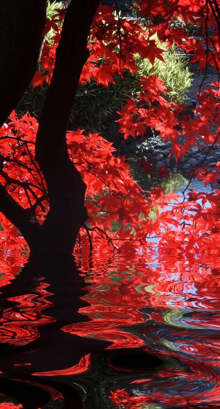 Red Wallpapers HD APK for Android Download