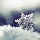 Winter Wallpapers HD APK