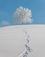 Winter Wallpapers HD 포스터