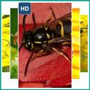 Wallpaper Insect Hornet APK