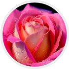 Gambar Bunga Mawar - Wallpaper Keren ikona