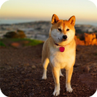 Akita Dog wallpaper آئیکن