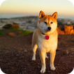 Akita Dog wallpaper