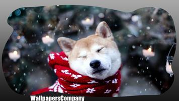 Akita Dog wallpaper poster