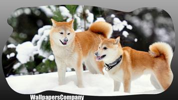 Akita Dog wallpaper imagem de tela 1