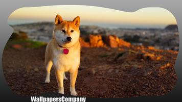 Akita Dog wallpaper Ekran Görüntüsü 2