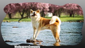 Akita Dog wallpaper syot layar 3