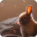 Bunny Wallpaper aplikacja