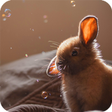 Bunny Wallpaper icône