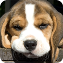 Beagle Dog Wallpaper APK