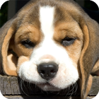 Beagle Dog Wallpaper icon