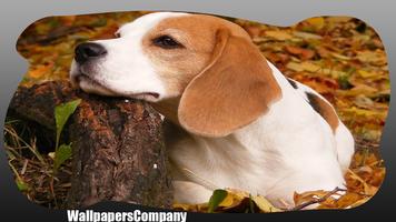 Beagle Dog Wallpaper poster