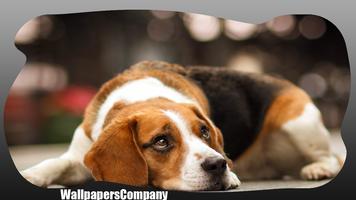 Beagle Dog Wallpaper 截图 1