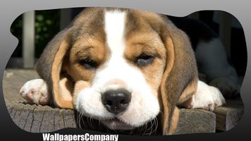 Beagle Dog Wallpaper 截图 2