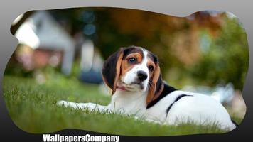 Beagle Dog Wallpaper 截图 3