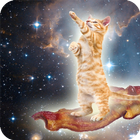 Cat Galaxy Wallpaper icône