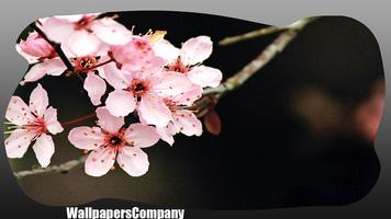 Cherry Blossom Wallpaper capture d'écran 1