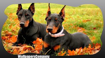 Doberman Dog Wallpaper ภาพหน้าจอ 2