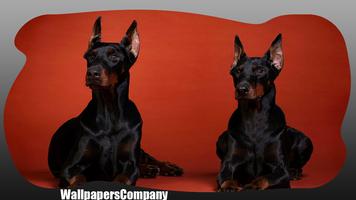 Doberman Dog Wallpaper ภาพหน้าจอ 3