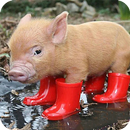 Little Pig wallpaper APK