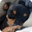 Pinscher Dog Wallpaper