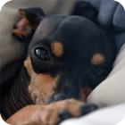 Pinscher Dog Wallpaper ไอคอน