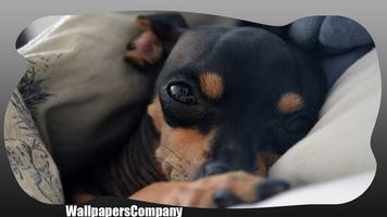 Pinscher Dog Wallpaper ảnh chụp màn hình 3