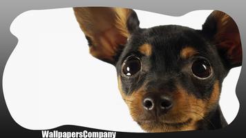 Pinscher Dog Wallpaper पोस्टर