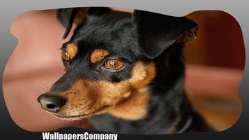 Pinscher Dog Wallpaper ภาพหน้าจอ 1