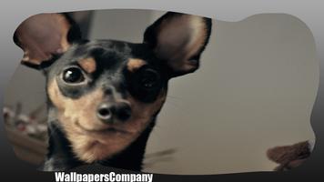 Pinscher Dog Wallpaper imagem de tela 2