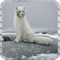 Polar Fox Pack 2 Wallpaper