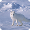 Polar Fox Wallpaper APK