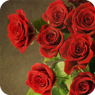 Roses Red Wallpaper biểu tượng