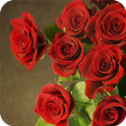 Roses Red Wallpaper ikona