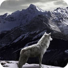 White Wolf Wallpaper ikona