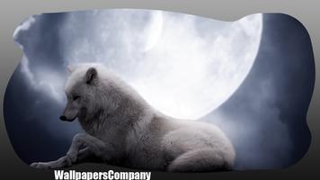 White Wolf Wallpaper plakat