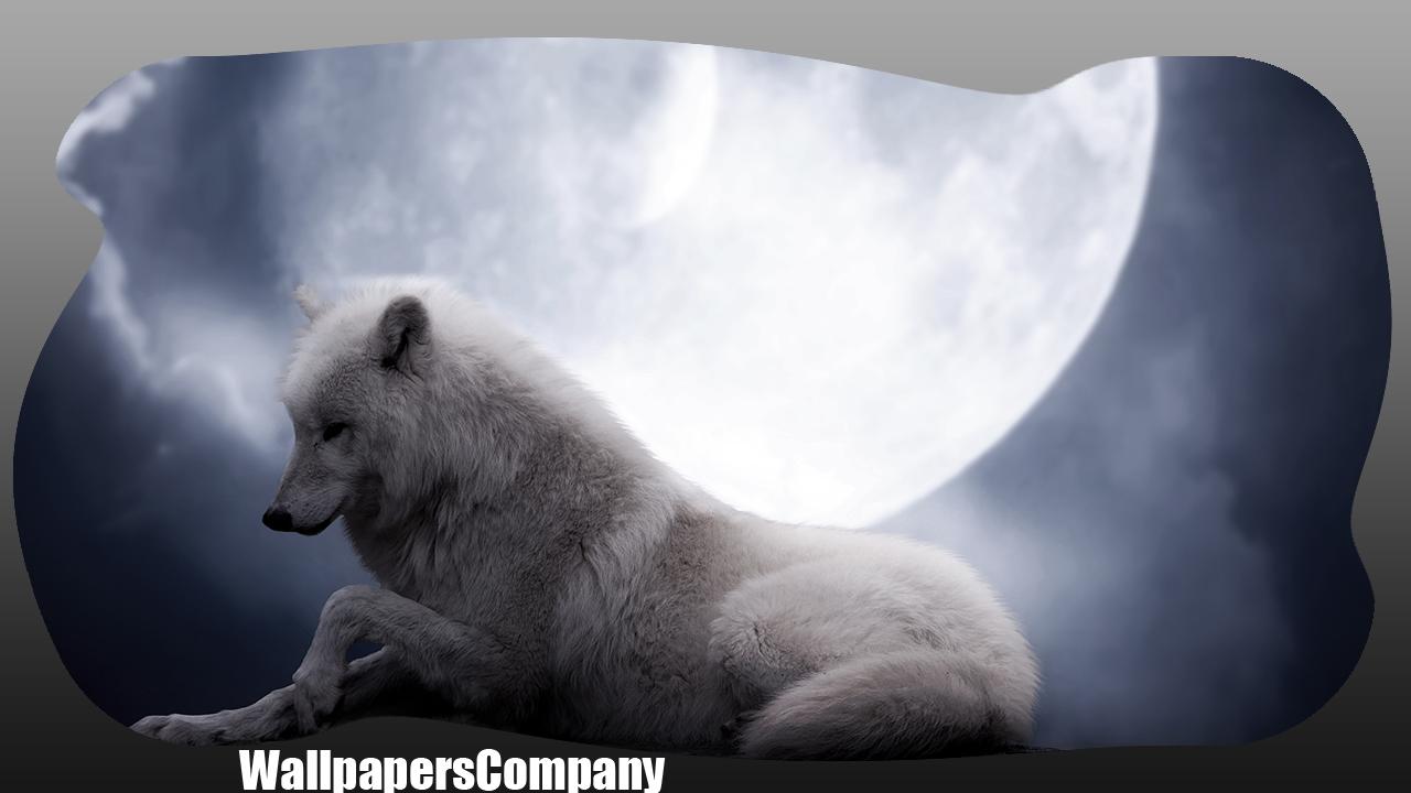 White Wolf Wallpaper For Android Apk Download