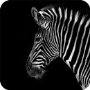 Zebra Wallpaper APK