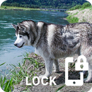 Siberian Husky Dog Wallpapers Lock Screen Pattern APK
