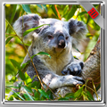 Koala Wallpaper