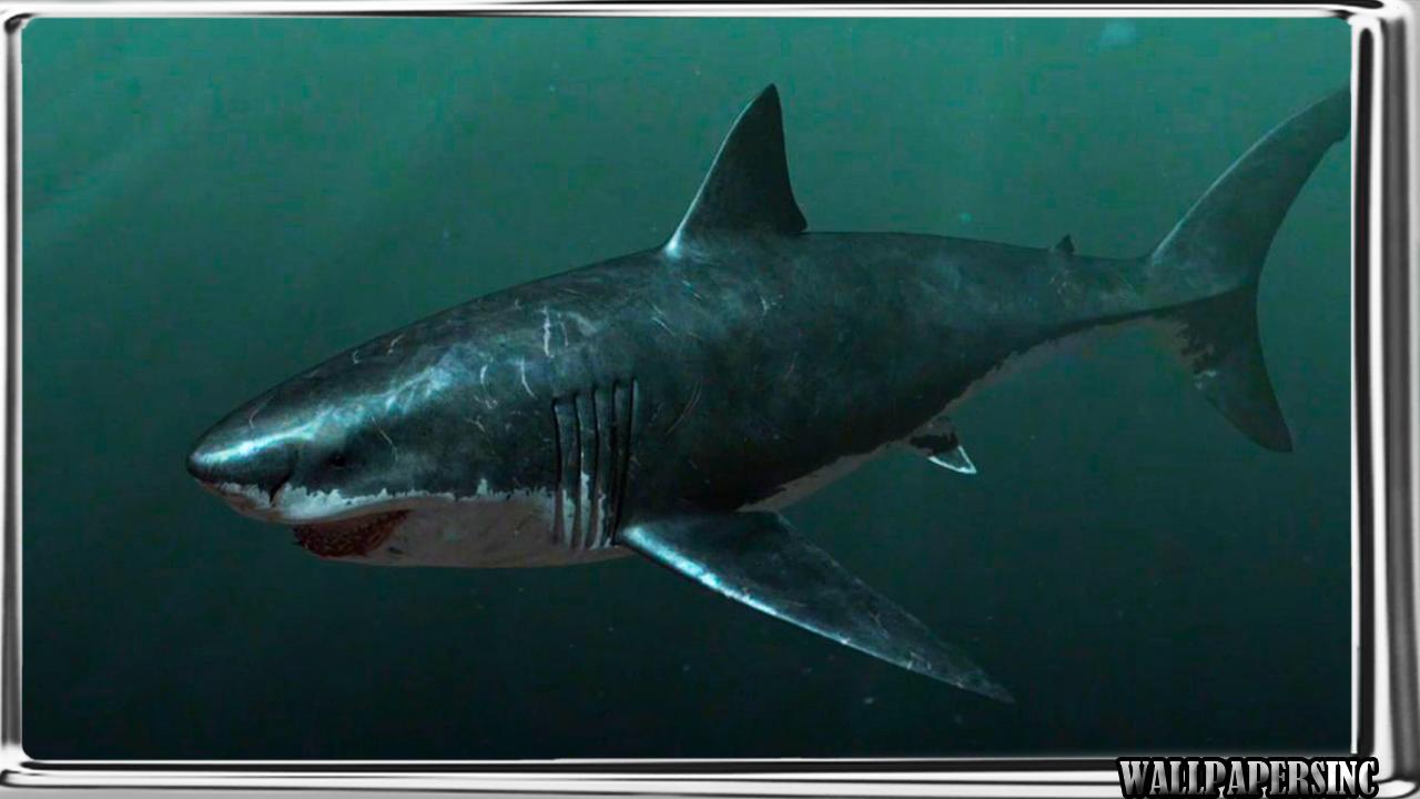 Megalodon Wallpaper pour Android - Téléchargez l'APK