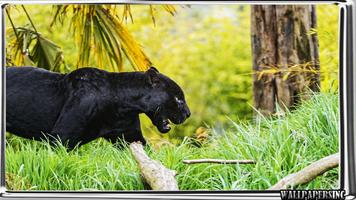 Black Panther Pack 2 Wallpaper penulis hantaran
