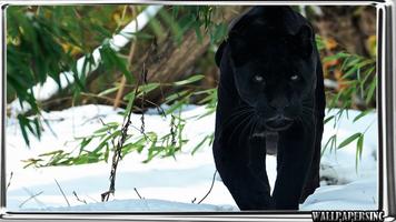 Black Panther Pack 2 Wallpaper syot layar 1