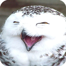 Owl HD Live Wallpaper-APK