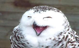 Owl HD Live Wallpaper screenshot 2