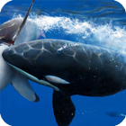 Orca Wallpaper icône